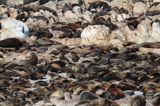 Des phoques sur une plage d'Afrique du Sud
 - Photo, image