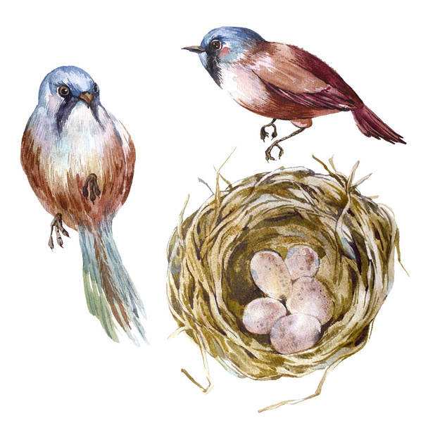 Nest with eggs, a couple of birds, vuntage - 写真・画像