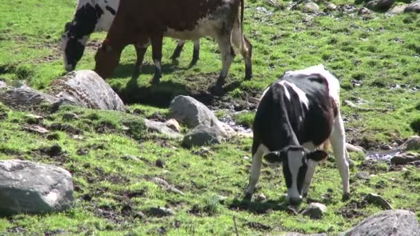 Αγελάδες που βόσκουν σε πετρώδη βοσκότοπο (4 από 4) - Πλάνα, βίντεο