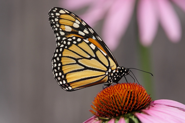 Πεταλούδα μονάρχη (danaus plexippus)) - Φωτογραφία, εικόνα