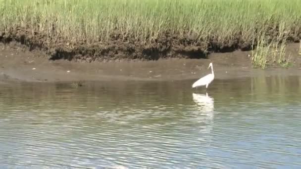 Egret in the marsh (3 of 4) - Footage, Video