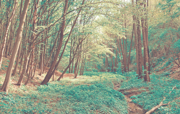 Волшебный лес
 - Фото, изображение