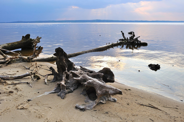 Umgestürzte Bäume an der Küste - Foto, Bild