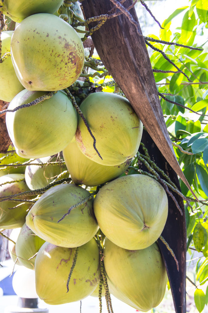 zelený kokos v palmu - Fotografie, Obrázek