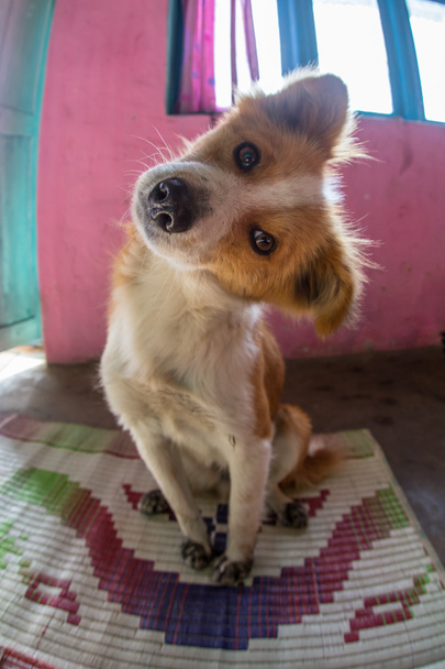 Perro feliz sin lengua
 - Foto, Imagen