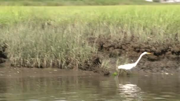 Egret in the marsh (2 of 4) - Footage, Video