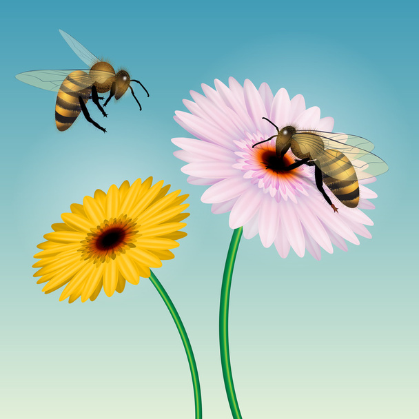 Honey bee - Vector, afbeelding