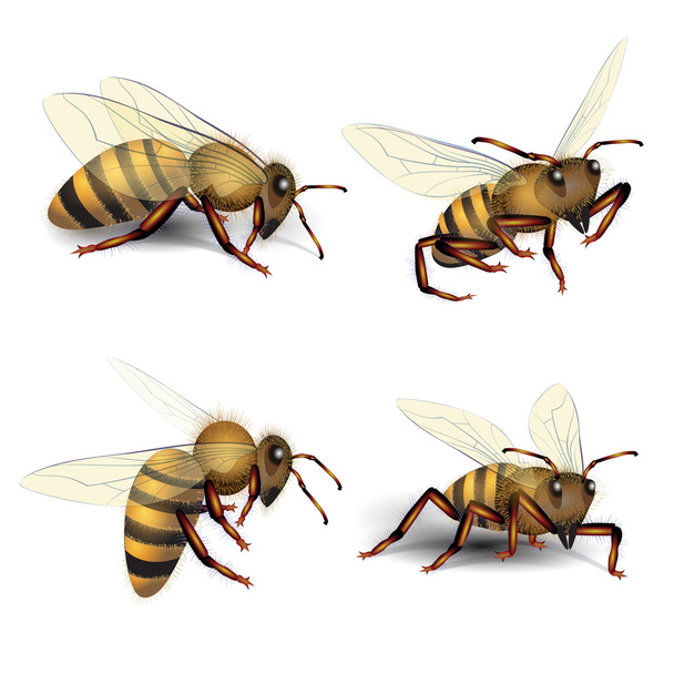 Bees - Διάνυσμα, εικόνα