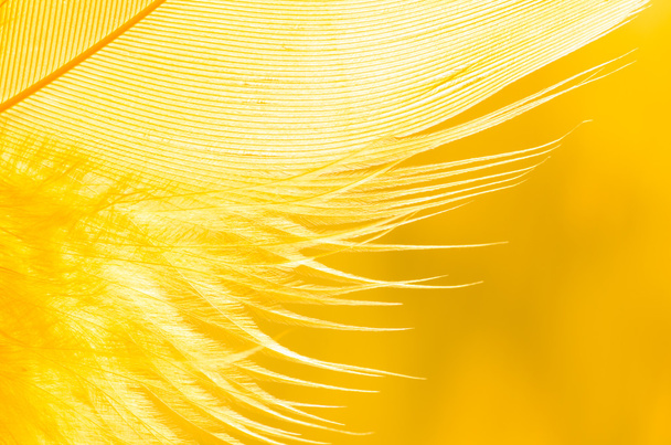  feather macro - Photo, Image