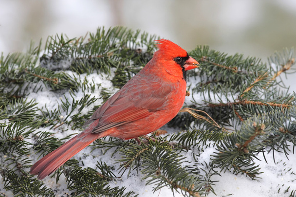 Kardinal im Schnee - Foto, Bild