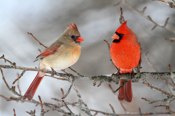 Cardinals In Snow - Photo, Image