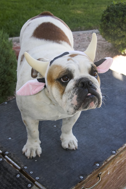 Zár-megjelöl-a bulldog, felöltözve, mint egy tehén - Fotó, kép