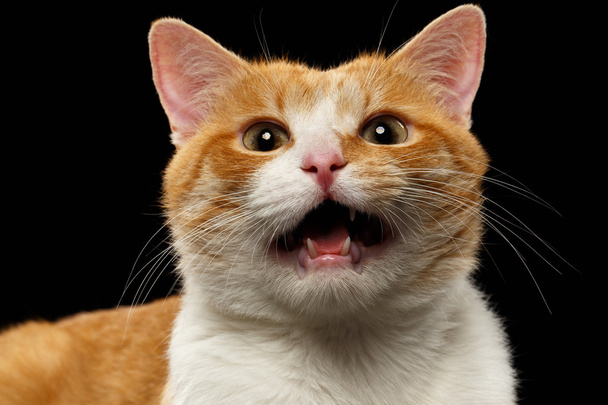 Closeup Meowing Ginger Cat on Black  - Photo, image
