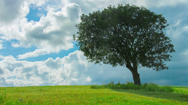 Time-lapse van groene boom groeit alleen in veld wolken vliegen in blauwe hemel - Video