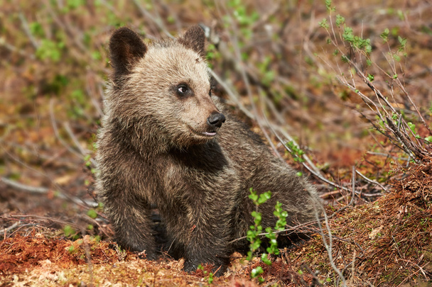 Piccolo cucciolo di orso bruno
 - Foto, immagini
