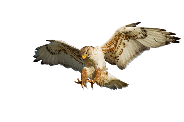 Hawk on white - Photo, Image