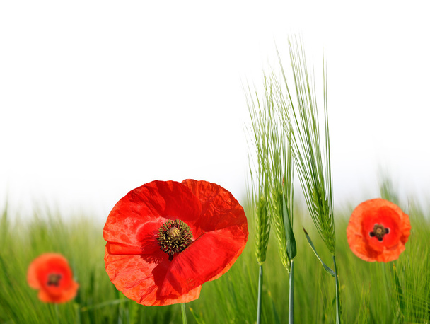 Red poppies in green barley field. - Photo, Image