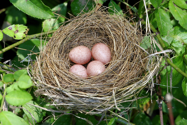 φωλιά με αυγά - Φωτογραφία, εικόνα