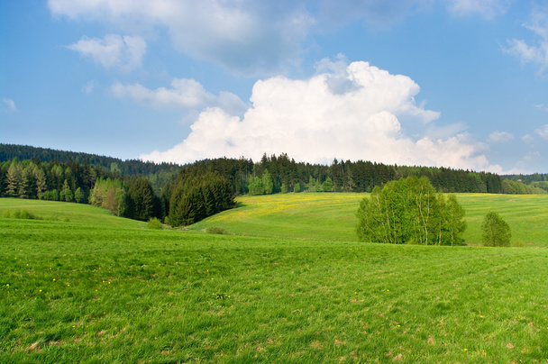 Spring landscape near the forest - Foto, afbeelding