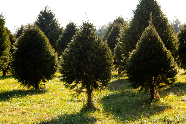 Fraser Fir árvore de Natal na fazenda
 - Foto, Imagem