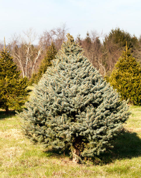 Fraser Fir árvore de Natal na fazenda
 - Foto, Imagem