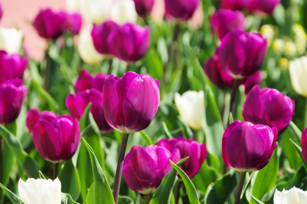 purple and white tulips - Photo, Image