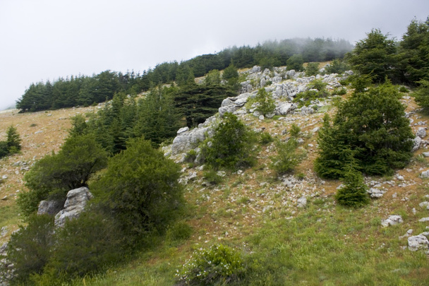 A Libanoni cédrus erdő - Fotó, kép