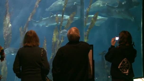 Lidé požívající velké akvárium - Záběry, video