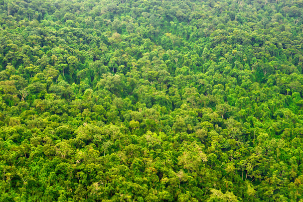 yağmur ormanı üzerinde üst görüntüleme - Fotoğraf, Görsel