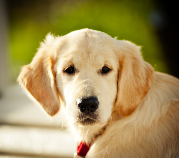 beautiful glden retriever pup - Photo, Image