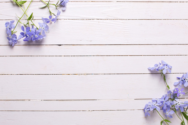 Λουλούδια σε λευκό ξύλο - Φωτογραφία, εικόνα