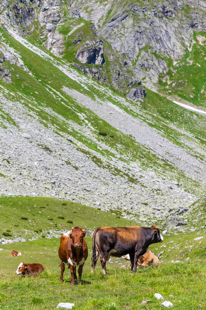Cows on alpine meadow - Фото, изображение