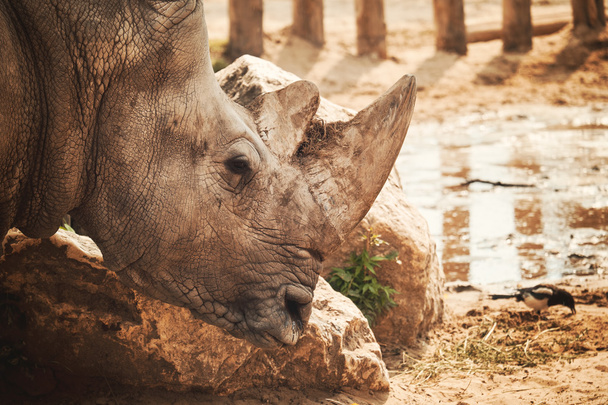 Rhino head - Valokuva, kuva