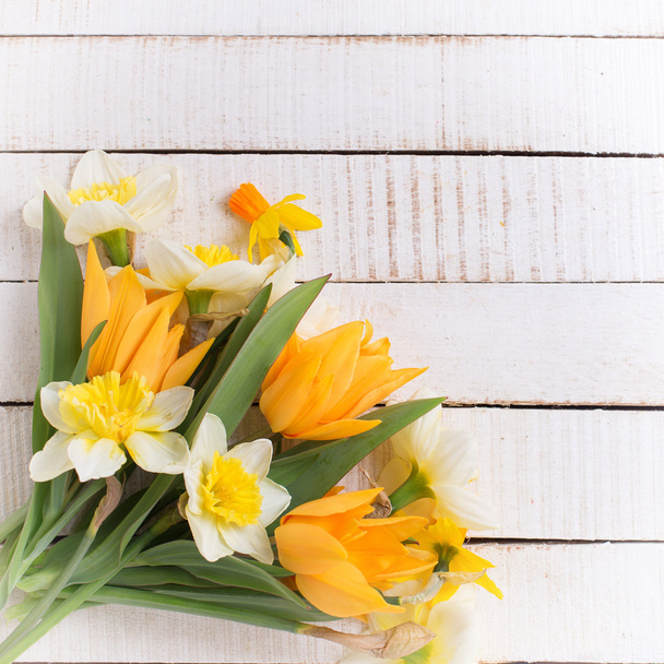 Fresh tulips and narcissus - Фото, изображение