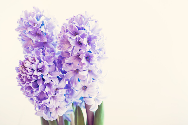 Hyacinth growing flowers - Foto, Imagen