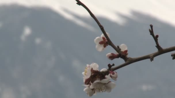 Cherry blossoms and Mt. Fuji - Πλάνα, βίντεο