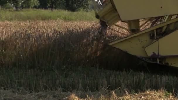 モダンなファームが夏に収穫小麦粒界を組み合わせる - 映像、動画