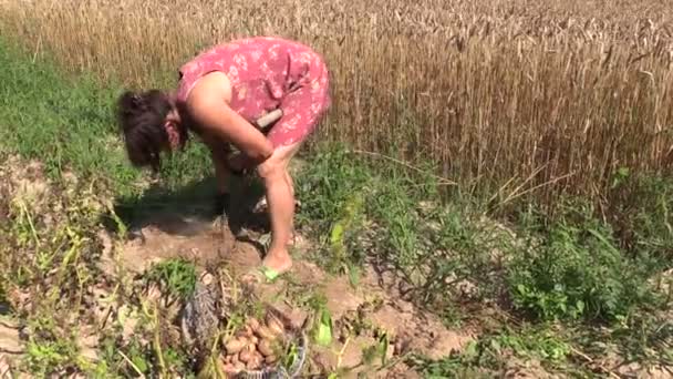 Tuinman vrouw oogst graven natuurlijke aardappelen. Linker kant glijden - Video