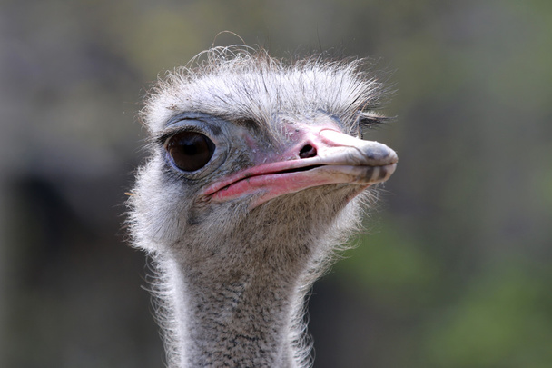 head of ostrich bird - Foto, Imagen