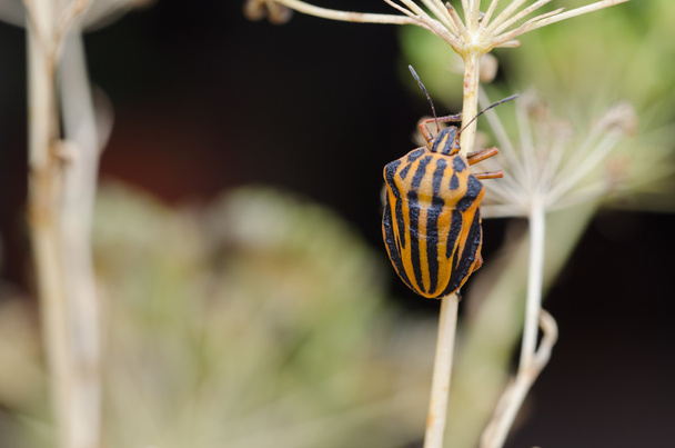 gestreept schild bug  - Foto, afbeelding
