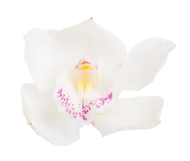 White tropical orchid - Foto, afbeelding