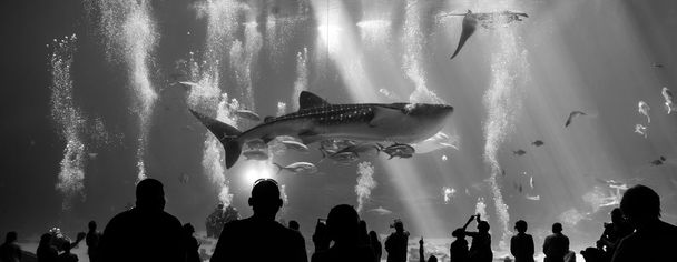 tiburones ballena y muchos tipos de peces nadando en el acuario
  - Foto, imagen