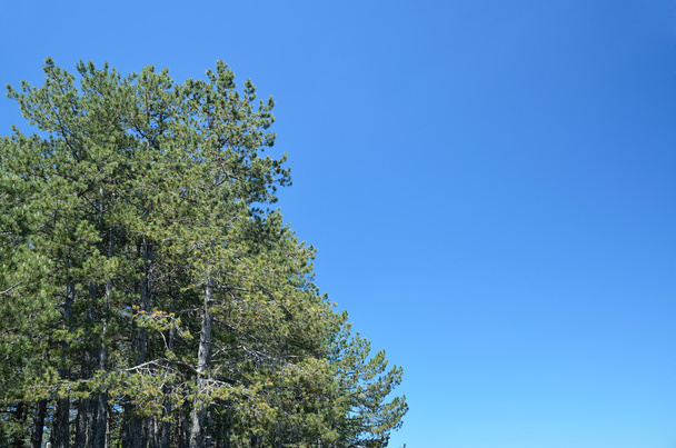 Conifer bomen en blauwe hemel - Foto, afbeelding