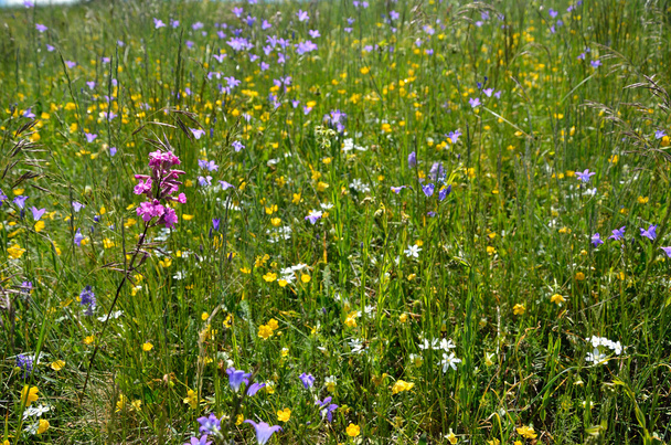 лугові квіти
 - Фото, зображення