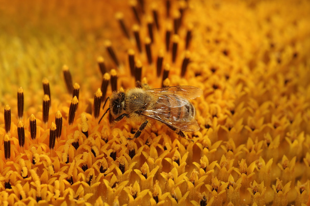 Le api stanno raccogliendo il miele
 - Foto, immagini