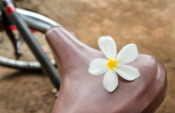 plumeria flor em assentos de bicicleta
 - Foto, Imagem