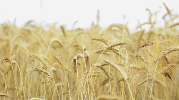 大麦、収穫、畑、小麦食品粒燃焼 - 映像、動画