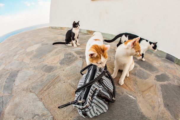 γάτες στο δρόμο - Φωτογραφία, εικόνα