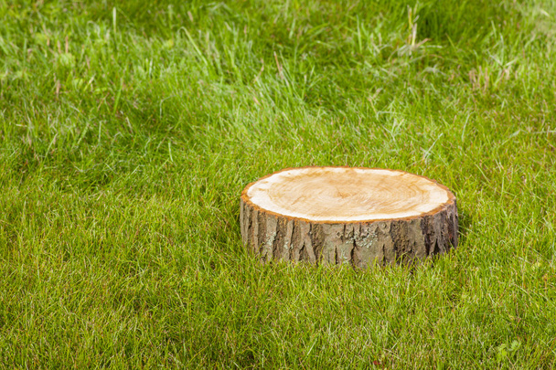 tree stump on the grass - Foto, afbeelding