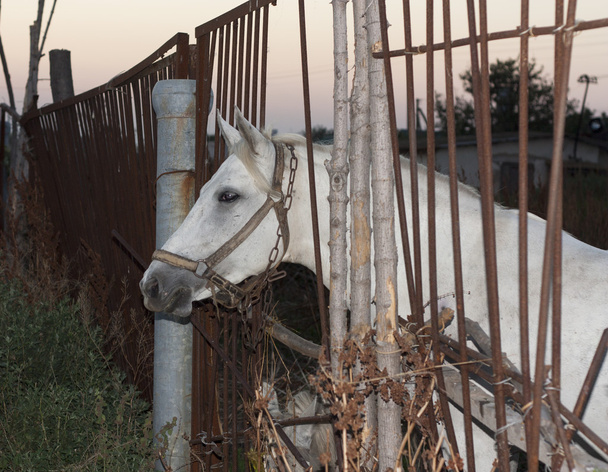 Retrato de perfil de foto animal do cavalo branco
. - Foto, Imagem